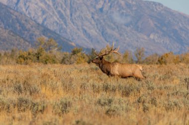 Wyoming 'deki sonbahar monotonluğu sırasında bir boğa geyiği.