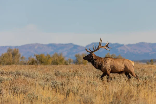 Alce Toro Durante Carreggiata Caduta Wyoming — Foto Stock