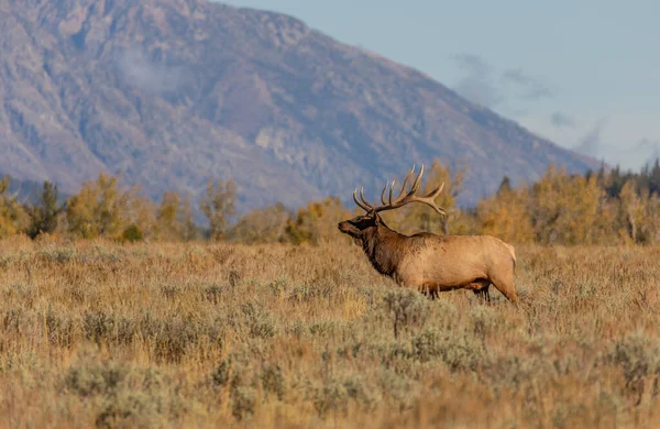 Een Stiereneland Tijdens Herfstsleur Wyoming — Stockfoto