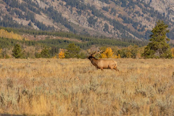 Een Stiereneland Tijdens Herfstsleur Wyoming — Stockfoto