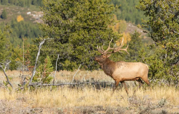 Een Stiereneland Tijdens Herfstsleur Wyoming — Stockfoto