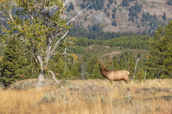 Een Stiereneland Tijdens Herfstsleur Wyoming — Stockfoto