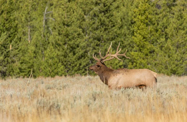 Wapiti Taureau Pendant Ornière Automne Dans Wyoming — Photo