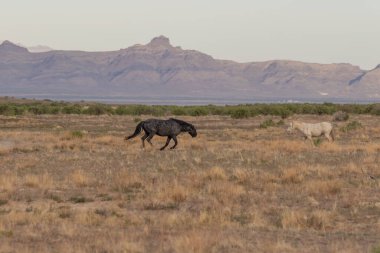Utah çölünde ilkbaharda vahşi atlar