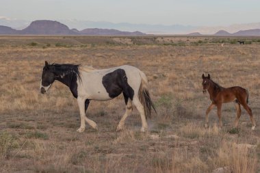 Utah 'ta baharda vahşi bir at kısrağı ve şirin bir tay.