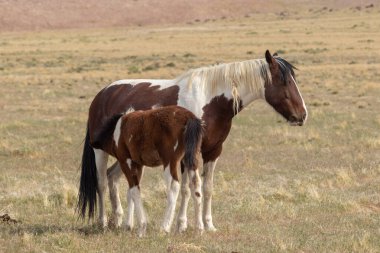 Utah 'ta baharda vahşi bir at kısrağı ve şirin bir tay.