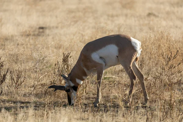 Wyomingban Ősszel Egy Antilopos Bak — Stock Fotó