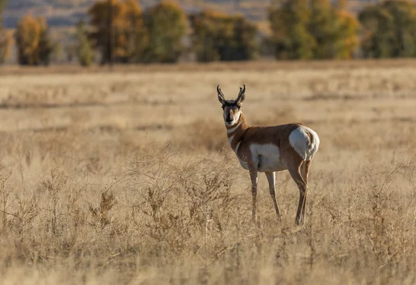 Pronghorn Antilope Buck Wyoming Autunno — Foto Stock