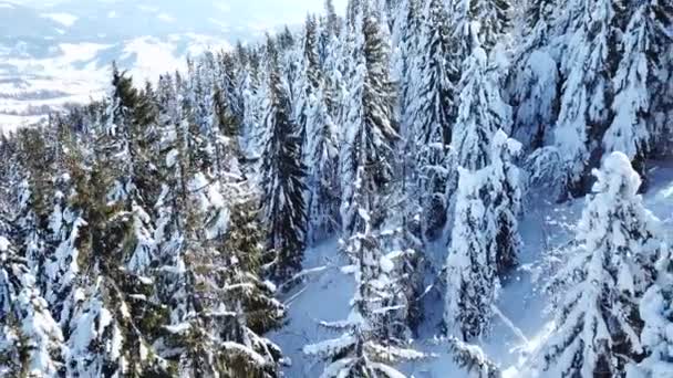 Aérien Beaux Arbres Montagne Dans Neige Mouche Arrière — Video