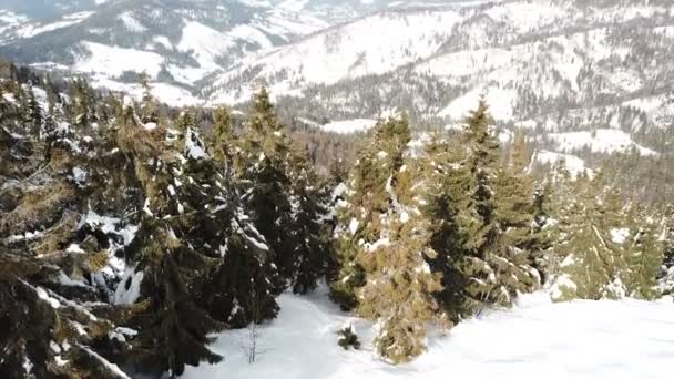 Hava Güzel Dağ Manzarası Ile Kar Ağaçlarda Panorama — Stok video