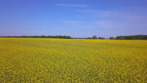 黄色のフィールド上 夏の明るい風景 — ストック動画