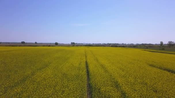 Aerial Sobre Campo Amarillo Verano Brillante Paisaje Vuelo Bajo — Vídeos de Stock