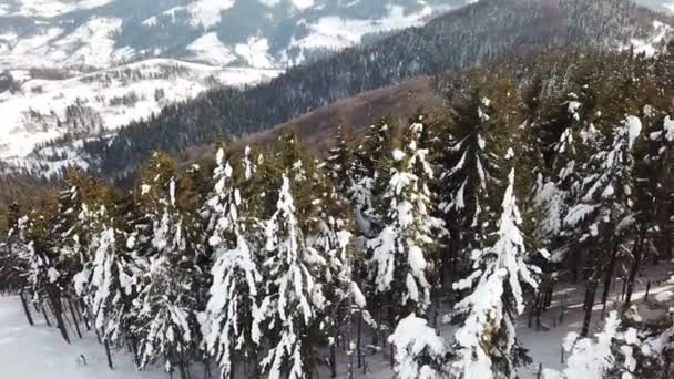 Antenn Mountain Träd Snö Vinter Fly — Stockvideo