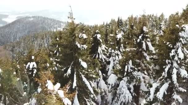 Antenn Mountain Träd Tallar Snö Vinter Fly — Stockvideo