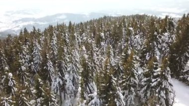 4k. Hava. Dağ ağaçların üzerinden karda pines. Kış sinek