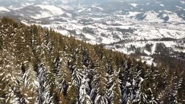 Antény Přes Horské Borovice Sněhu Zimní Muškaření Krásné Stromy — Stock video