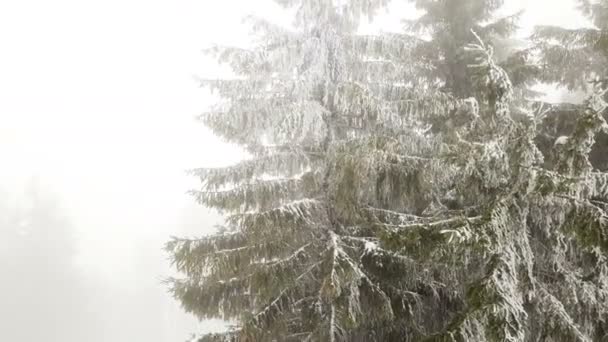 Aerial Sobre Pinos Montaña Niebla Mosca Invierno Árboles Hermosos — Vídeo de stock