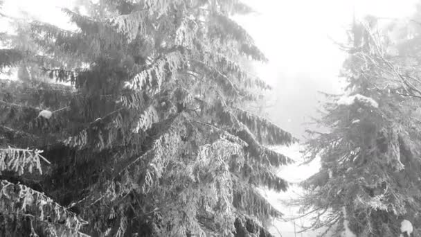 雪を被った山の松 — ストック動画