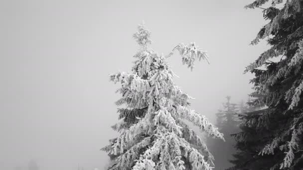 Aerial Pinheiros Montanha Nevoeiro Cobertos Neve Madeira Misteriosa — Vídeo de Stock