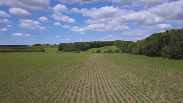 Antenne Fliegen Über Frühlingsgrünes Maisfeld Niedrige Höhe Seitlicher Flug — Stockvideo