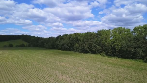 Aerial Spring Green Corn Field — Stock Video