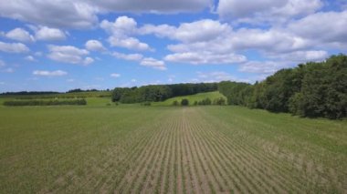 4k hava. Bahar yeşil mısır tarlasında tarım alanı üzerinden uçmak. Düşük yükseklik