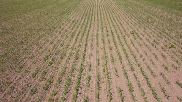 Antenne Über Grüne Maisfelder Landwirtschaftlicher Fläche Niedrige Höhe Rückseite Draufsicht — Stockvideo