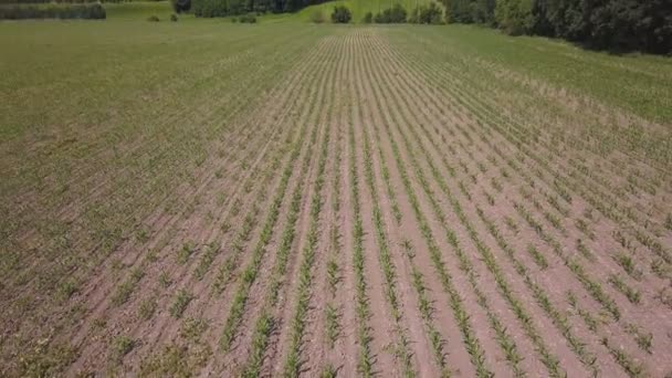 Antenne Fliegen Über Grüne Maisfelder Landwirtschaftlichen Bereich Niedrige Höhe Hintere — Stockvideo