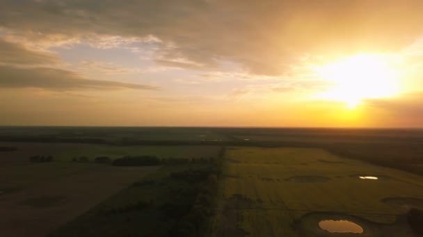 Aerial Terbang Seperti Tripod Atas Musim Semi Lapangan Kuning Pada — Stok Video