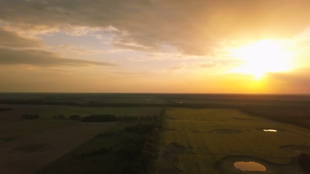 Aerial Volez Comme Trépied Dessus Champ Jaune Printanier Par Temps — Video