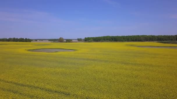 Aerial Fly Tripod Spring Yellow Field Windy Day Low Height — Stock Video