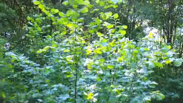 Antenne Drinnen Und Über Dem Holz Strahlender Sonnenschein Sommerzeit — Stockvideo