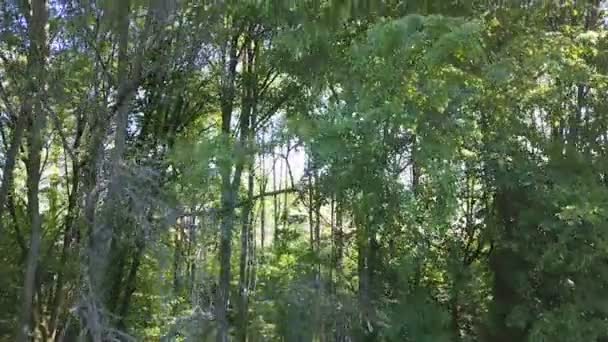 Antenne Oben Drinnen Und Über Wald Mit Fluss Sommerzeit — Stockvideo