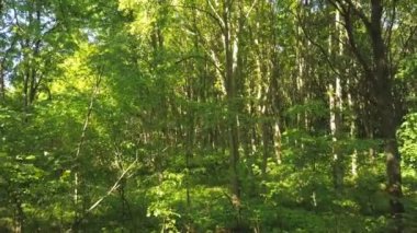 4k hava. İç yeşil yaz ahşap kadar yavaş pürüzsüz sinek. 