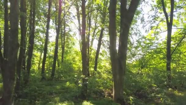 4K Aerial. Lente mouche lisse à l'intérieur du bois vert d'été . 