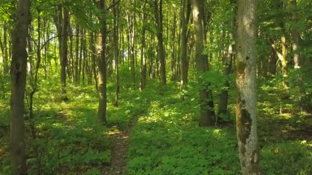 Antenn Smidig Flyga Upp Inuti Trä Träd Med Blad — Stockvideo