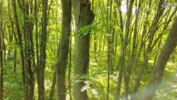 Aérea Vuela Dentro Madera Árboles Con Hojas Verdes Movimiento Lateral — Vídeo de stock