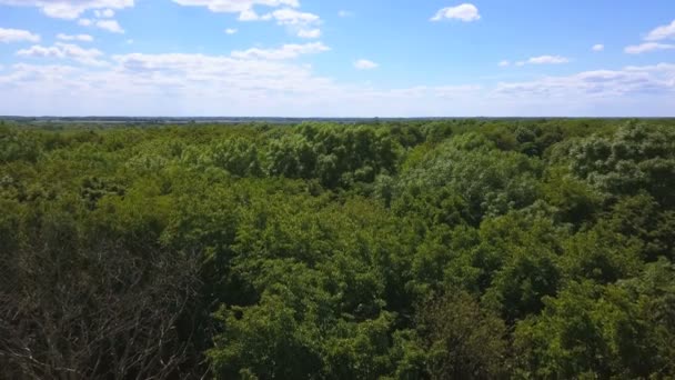 Luchtfoto Vliegen Naar Beneden Hout Bomen Met Groene Bladeren Laterale — Stockvideo