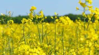   4k. Sarı bahar çimen, kolza. Gerçek zamanlı yakın çekim dolly kadar. 