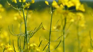  4k. Sarı bahar çimen, kolza. Çekim dolly kadar kapatın. Yavaş arka plan bulanık
