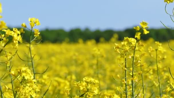 Trawa Wiosna Żółty Rzepiku Czasie Rzeczywistym Bliska Strzał Dolly Powolny — Wideo stockowe