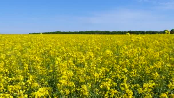 Campo Primavera Amarillo Hierba Colza Dolly Disparó — Vídeo de stock