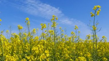   4k. Sarı bahar çimen, kolza. Gerçek zamanlı çekim dolly kadar kapatın. Mavi gökyüzü