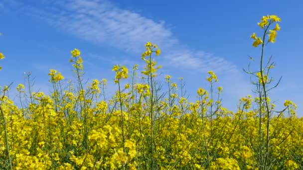 春に黄色草 リアルタイムは ドリー ショットを閉じます 青い空 — ストック動画