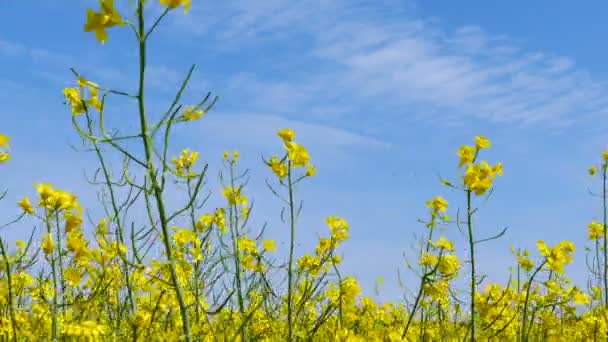 Желтая Весенняя Трава Кольза Режиме Реального Времени Крупным Планом Голубое — стоковое видео