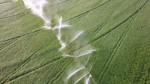 Aerial Орошение Сельскохозяйственной Системы Потоки Воды Над Зелеными Растениями Команда — стоковое видео