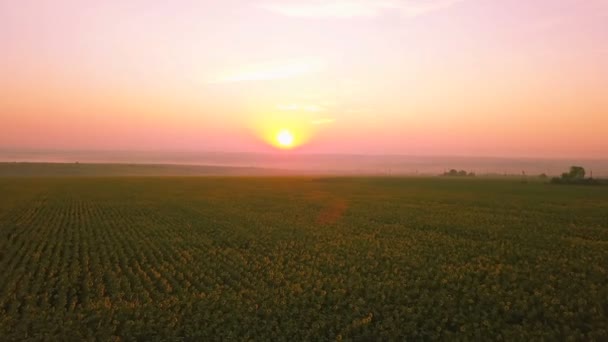 Luchtfoto Velden Van Zonnebloem Bij Zonsopgang — Stockvideo