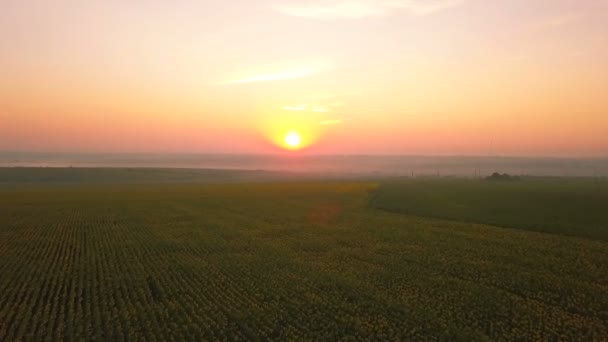 Aerial Mengalir Atas Bidang Bunga Matahari Saat Matahari Terbit — Stok Video