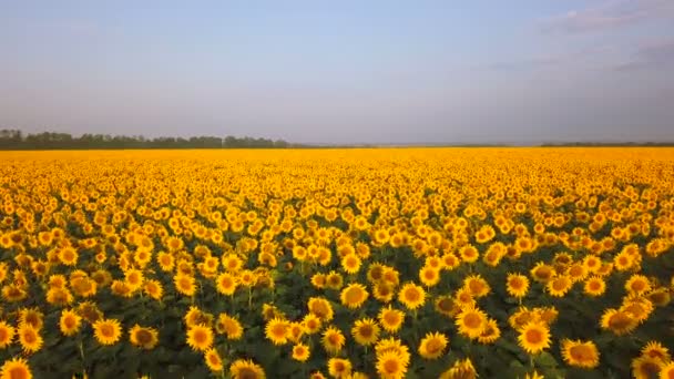 Aerial Voe Sobre Campo Girassóis Amarelos Flor Movimento Lento — Vídeo de Stock