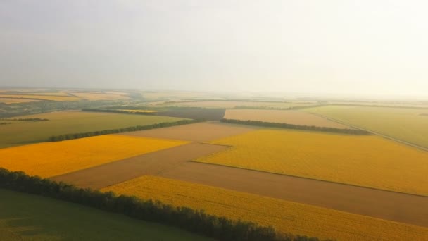 Aerial Rural Agriculture Fields Trees Height — Stock Video